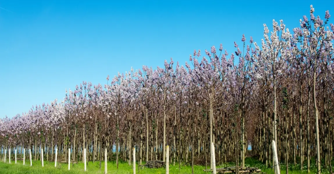 Kiri Bäume in grüner Wiese